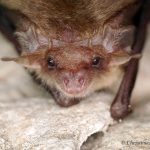 Formation Chauve souris comptages hivernaux ⎪ 09-12/23 ⎪ 9h30-12h30 🗓