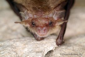 Formation Chauve souris comptages hivernaux ⎪ 09-12/23 ⎪ 9h30-12h30