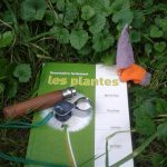Balade botanique “Reconnaître les plantes sauvages comestibles” ⎪ 14-05/23 ⎪ 10h-12h 🗓
