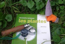 Balade botanique "Reconnaître les plantes sauvages comestibles” ⎪ 14-05/23 ⎪ 10h-12h
