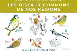 L’îlotCo est à vous : Les oiseaux commun avec la LPO ⎪ 23-02/24 ⎪ 20h-21h30